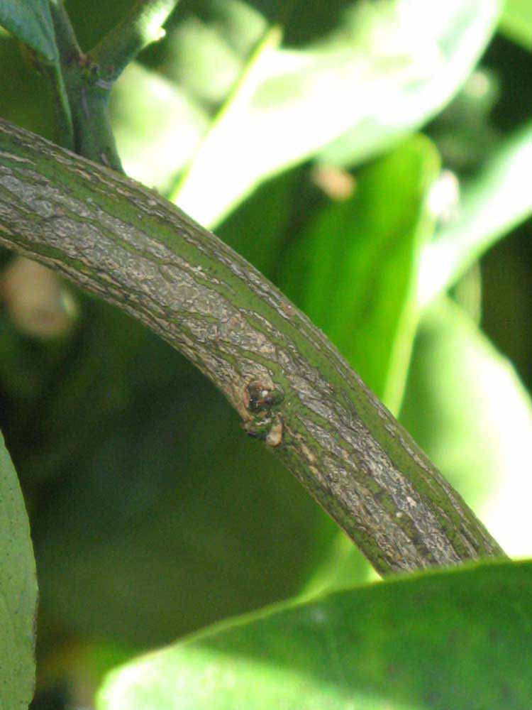              Second - third year twig (Riverside,   CA)       